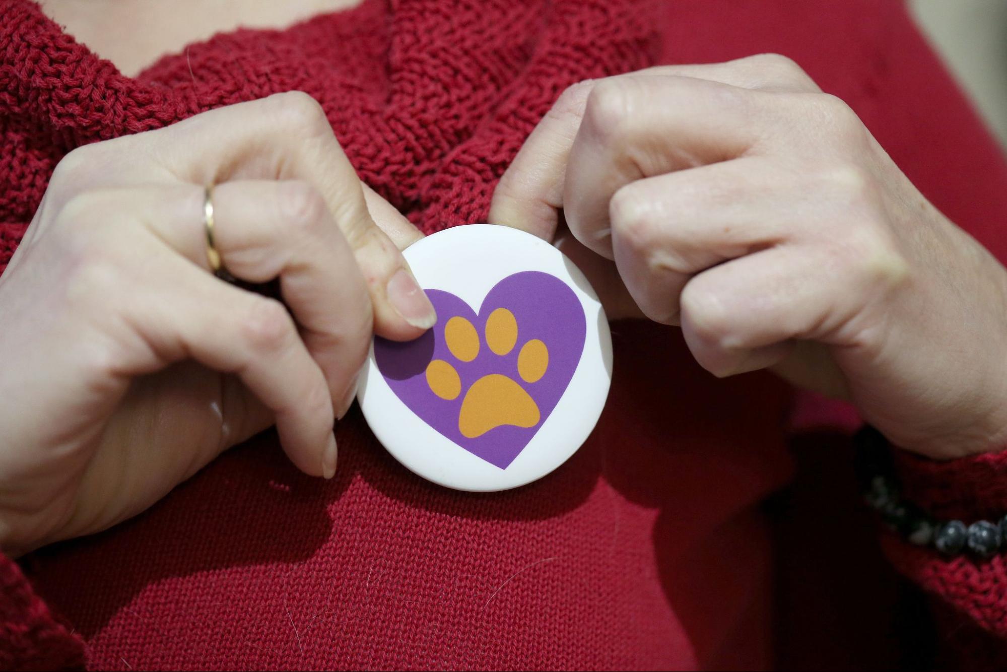 A woman's hands holding a purple heart button that lets colleagues know someone wants to work quietly at the Winnipeg Humane Society.