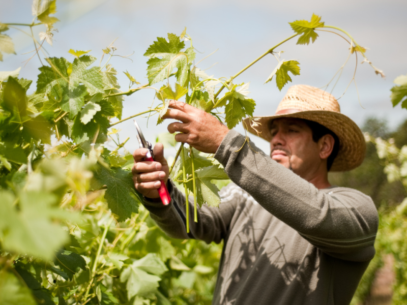 A man prunes grape vines while wearing a straw hat.
