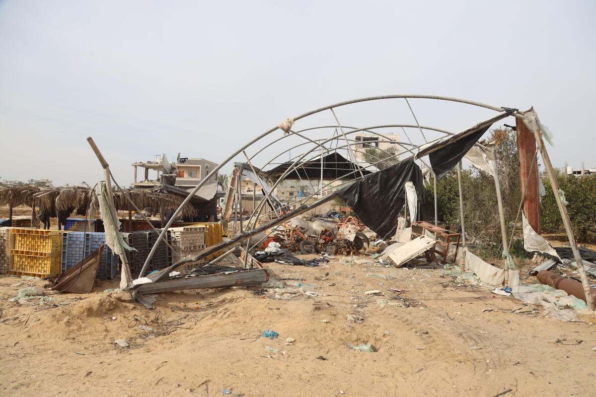 Destroyed agricultural infrastructure in Khan Yunis, Gaza, on Dec 11, 2024. A metal greenhouse frame is bent and broken, with bits of shredded plastic hanging off it.