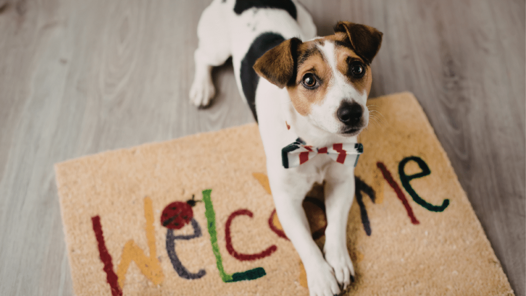 A brown and white Jack Russell Terrier sits on a welcome mat in a home. 